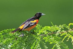 Baltimore Oriole